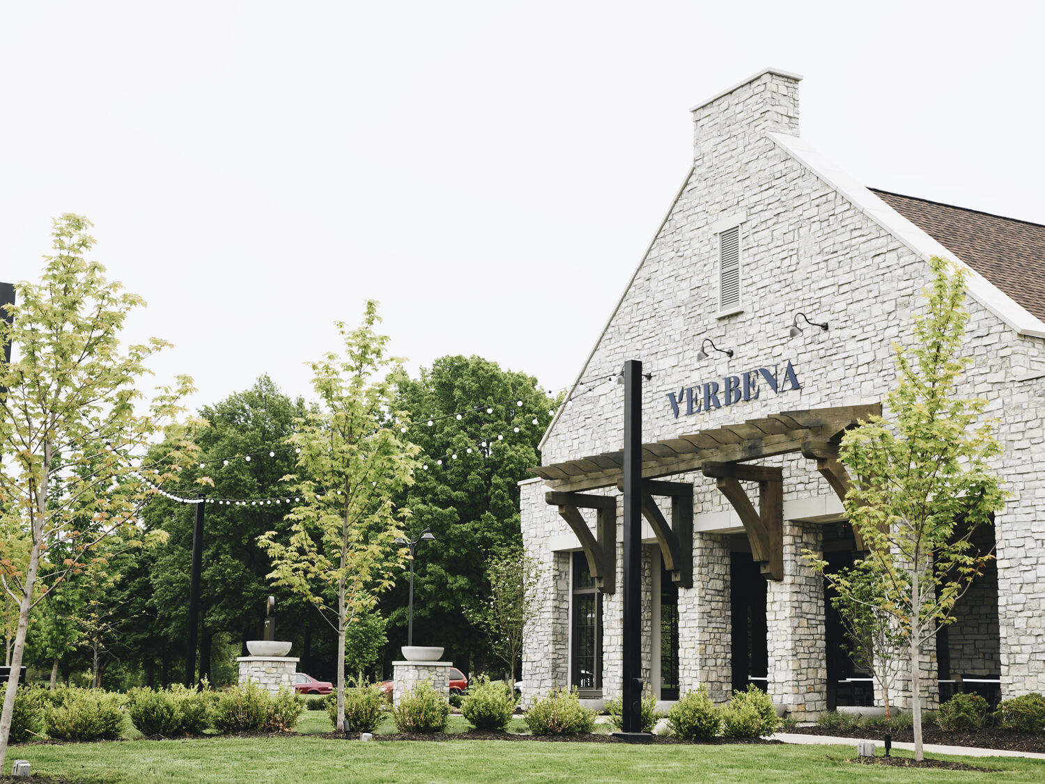 Verbena